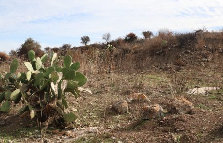 Ecosystem services related with Opuntia ficus-indica (prickly pear cactus): A review of challenges and opportunities