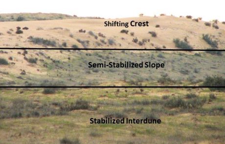 Impact of spatial patterns on arthropod assemblages  following natural dune stabilization under extreme  arid conditions