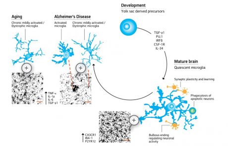 The Dead Sea and Arava Science Center is at the forefront of science, leading successfully pre- clinical studies in the neurodegenerative ALS disease