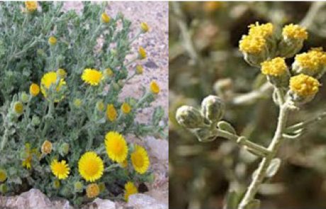 Analysis of herbal medicine among Bedouin of the Saint Catherine Protectorate (southern Sinai Peninsula) and its comparison to modern drug design