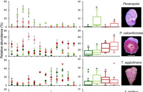 Epiphytic benthic foraminiferal preferences for macroalgal habitats: Implications for coastal warming