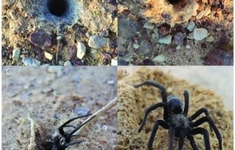 Five-Year Monitoring of a Desert Burrow-Dwelling Spider Following an Environmental Disaster Indicates Long-Term Impacts